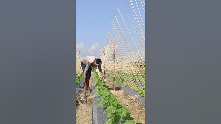 easy way to make cucumber trellis 👌👍🏿