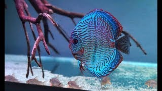 Are My Discus Fish Stunted? How To Prevent Stunted Fish With Diet, Tank Size and Good Genetics