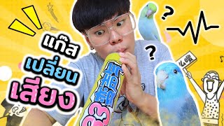 แกลงทดสอบสตวเลยงในบาน ดวยแกสเปลยนเสยง