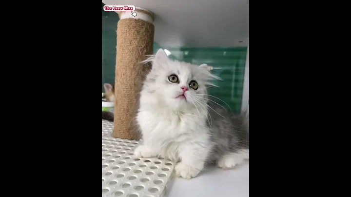 Video 11226981: cat meow kitten pets, cat meowing pets cute, kitten meow love pets, kitten funny meow pets, adorable felines, cat cute baby