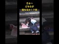 【どちらが勝つとおもう？】チンパンジーvsわんちゃん #ショート #shorts