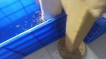 Cashews  size sorting machine