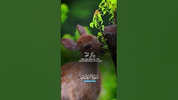 الَّذِينَ آمَنُوا وَتَطْمَئِنُّ قُلُوبُهُم|سورة الرعد~الآية28~القارئ الشيخ #خالد_الجليل