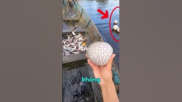 người đàn ông thả những chú cá nóc xuống sông