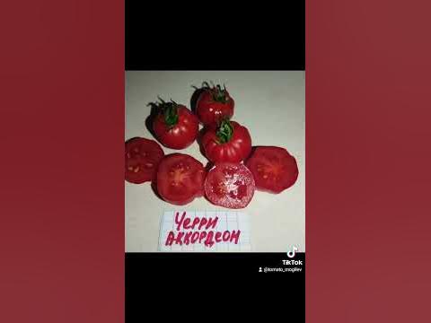 Черри Аккордеон - YouTube