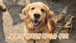 세종시 방치견 골든리트리버 다이슨(구 골든) 구조 이야기 / 강아지 구조 / 리트리버레스큐