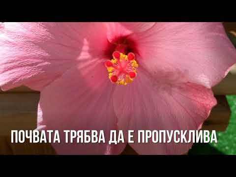 Video: Hibiscus - kotihoito