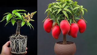 Technique How To Grow Mango From Cuttings That Grow Very Fast Thanks To Potatoes