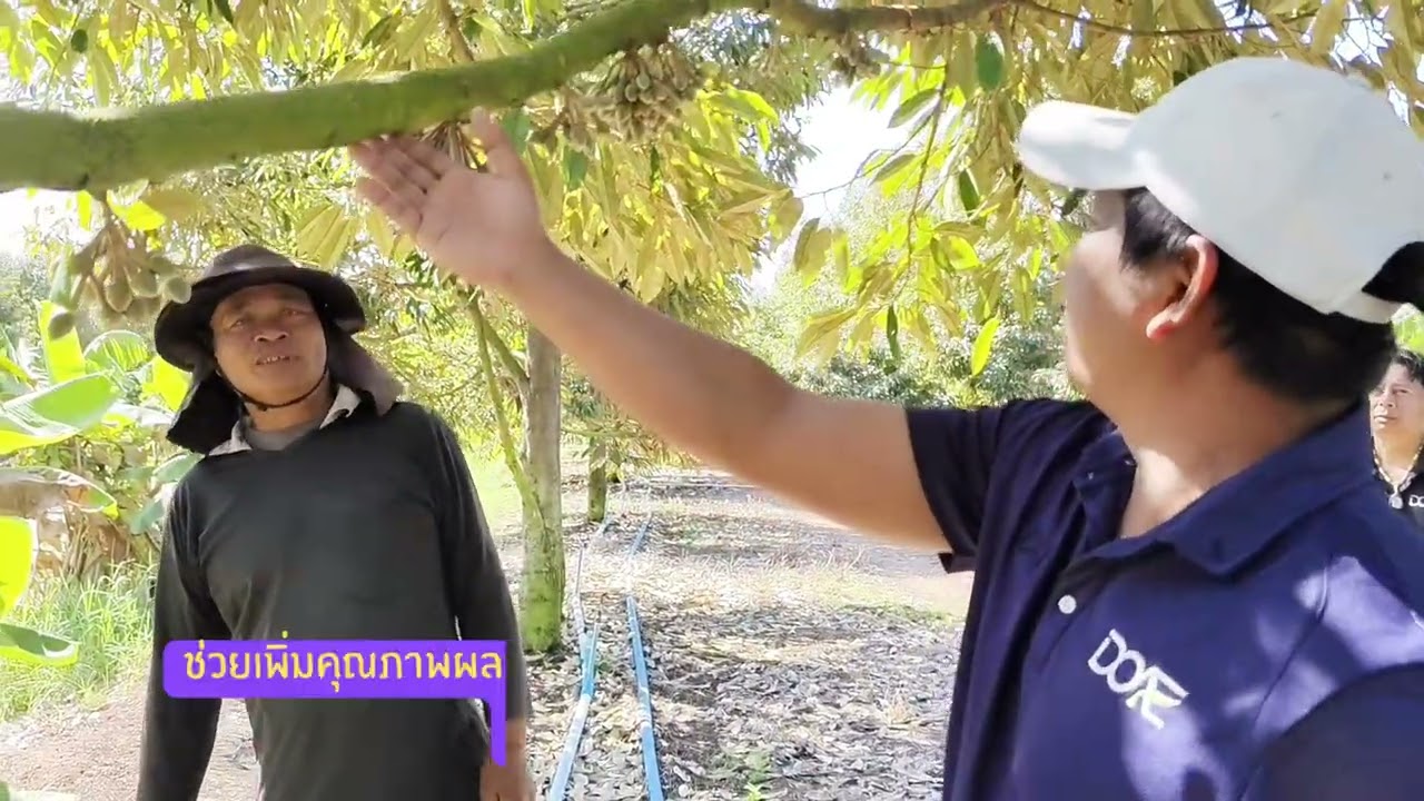 ทุเรียนนาดินทรายอำเภอสำโรง