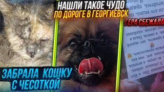 Кошка с Чесоткой | Гера сбежала😱 | На ЖД дороге подобрали чудо