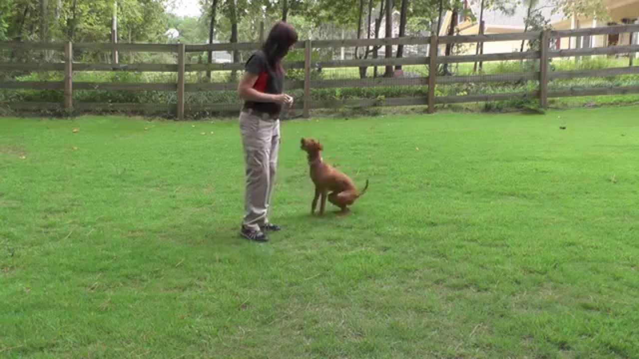 Puppy Training Beginning and Ending Playtime YouTube