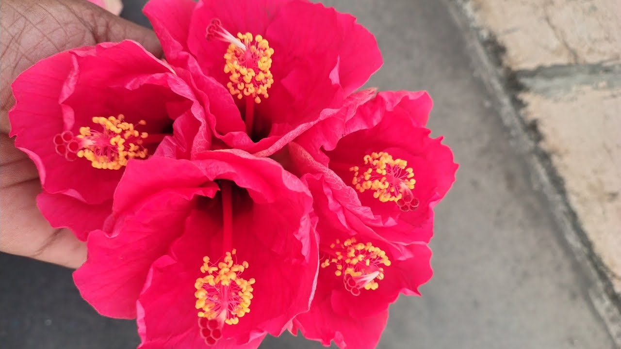 🌹పూలజడ 🌹