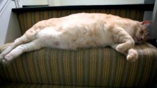 One Big Kitty - Hill s Metabolic Diet