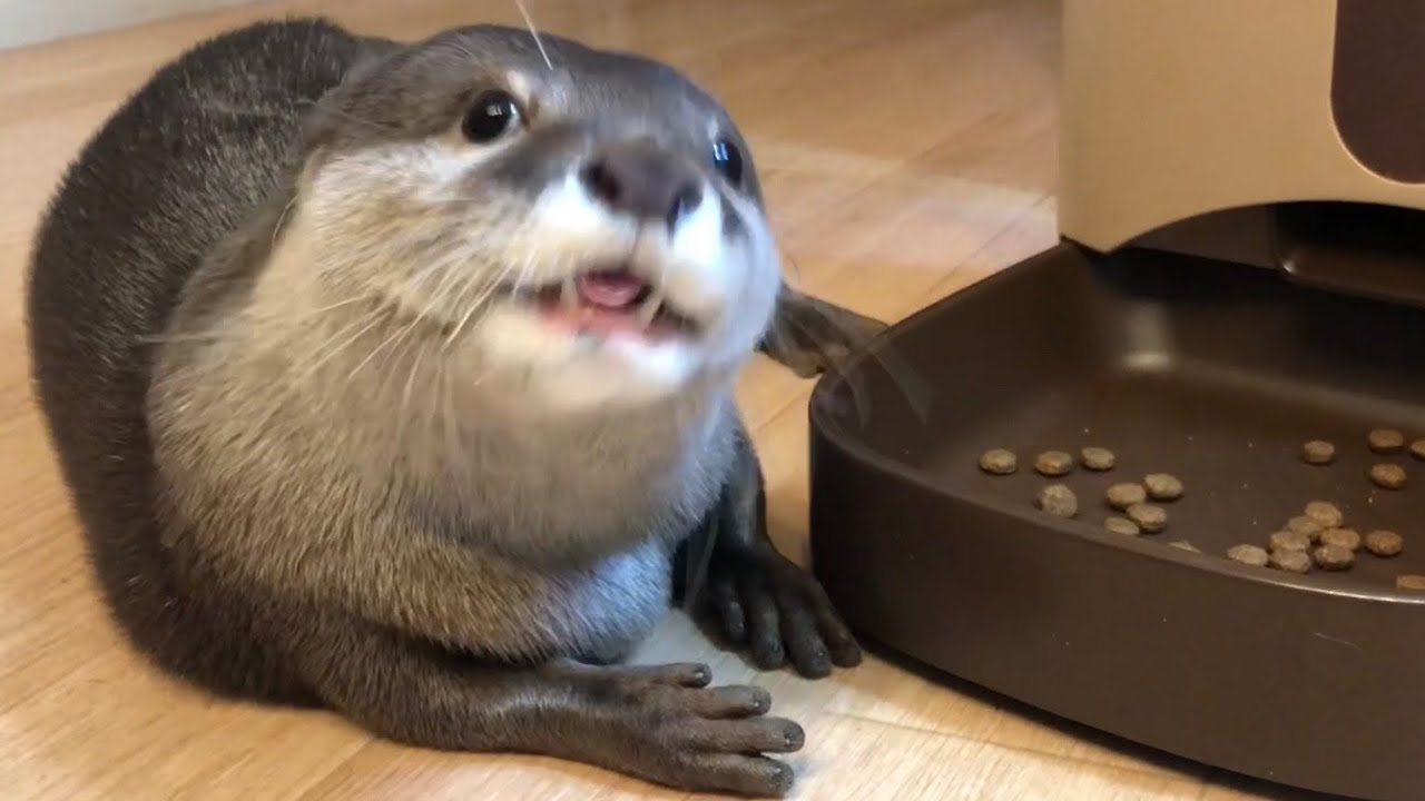 カワウソさくら 餌マシンの出待ちをする Otter where bait can not