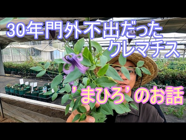 Multi Pink introduction video (Clematis variety explanation #18