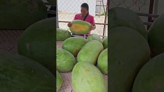 Amazing! $55 Giant Watermelon - Taiwan Fruit Cutting Skill