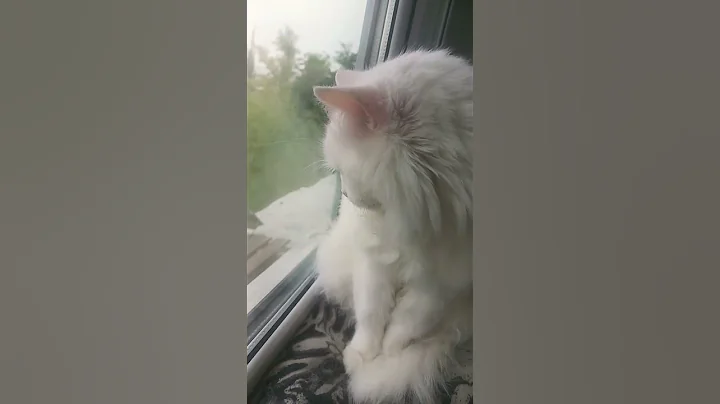 Video 11241231: angora cat cute, angora cat funny, cats pet catlover cutecat, pets animals catlover cutecat, cutecat love pets animals