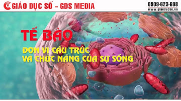 Tế bào - Đơn vị cấu trúc và chức năng của sự sống
