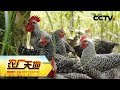 《农广天地》树上桑葚 林下土鸡 20190110 | CCTV农业