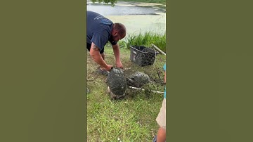 Snapping Turtle Catching