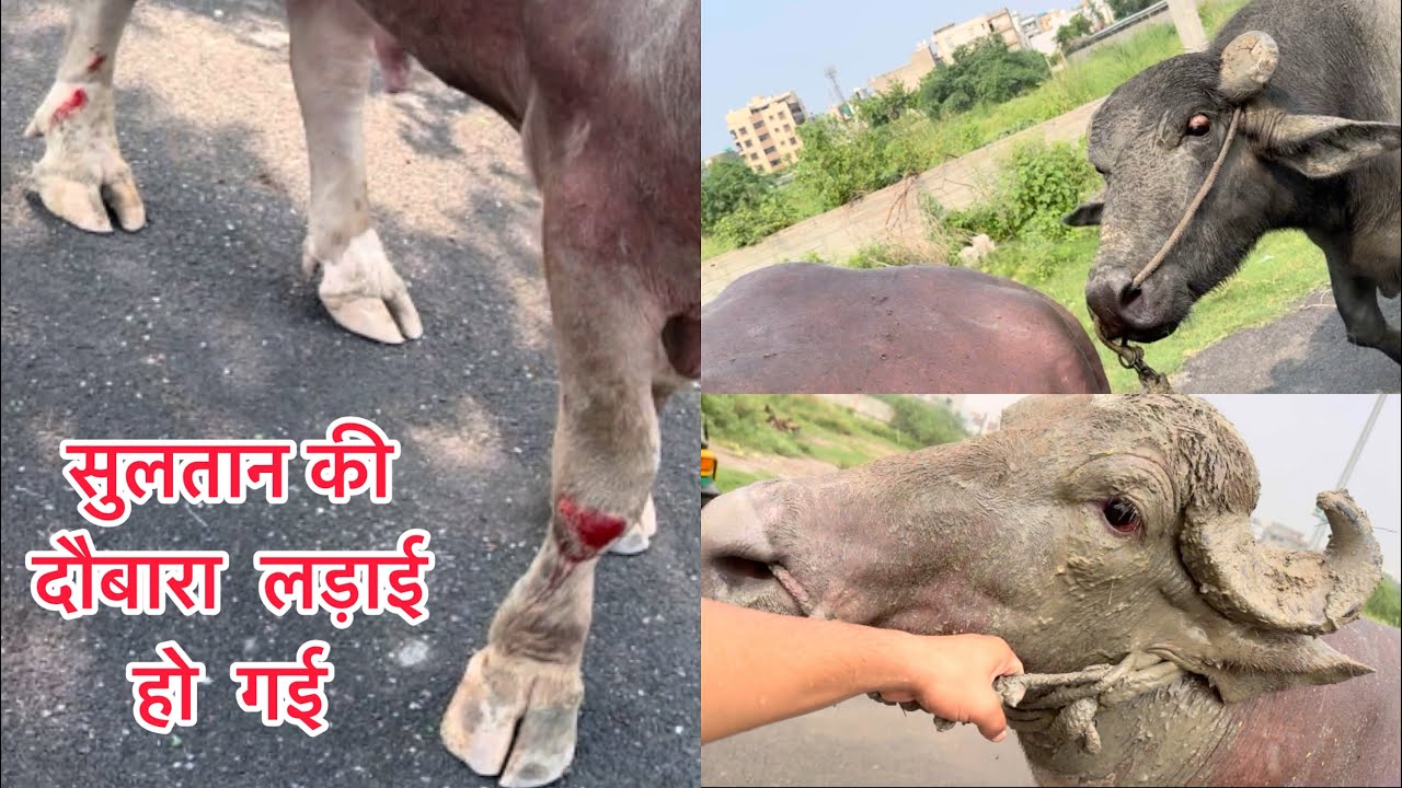 Aaj sultan  ki fir se ho gai ladai 😨#bullvlog #reactionvideo #vlog #viral