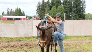 COMO MONTAR UN CABALLO!! ( LO BASICO )