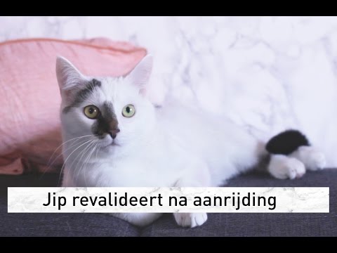 Video: Hoe Voer Je Je Kat Na De Operatie?