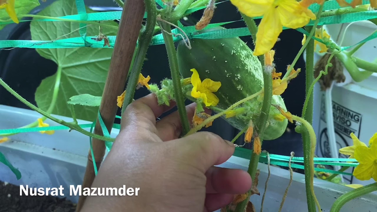 শশা গাছের পরিচর্যা( How to grow more cucumbers from plants in a pot