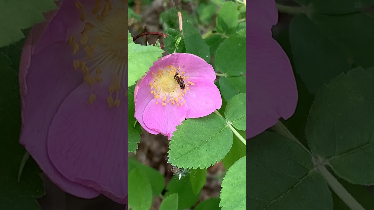 My Nightmare, My Paradise 