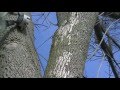 Do Your Ash Trees Have Emerald Ash Borer?? Do Your Ash Trees Have Emerald Ash Borer??