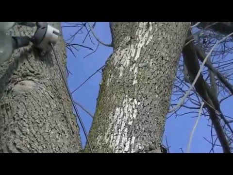 Video: Ash-tree Of Pennsylvania (27 Fotografií): Popis Listů Stromu, Rysy Výsadby A Péče, Choroby A škůdci