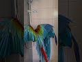 Duschen 😄 #shorts #tiere #vogel #birds #parrot #macaw #freeflight #natur #animals #diy