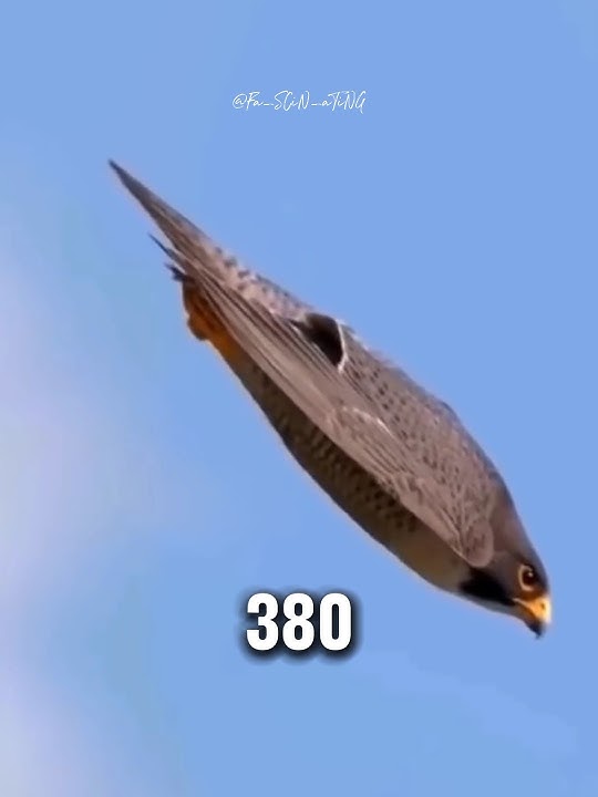 The Bird Of DEATH #falcons #animals #speed