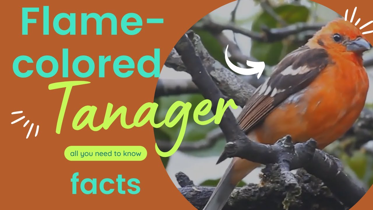 flame-colored tanager facts 🦜 found from Mexico throughout Central America to northern Panama