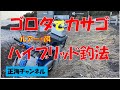 ゴロタでカサゴ