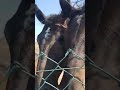 🐎🐎🐎 #horses #horselover #novisadmojgrad #novisad