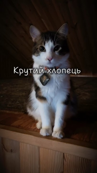 Крутий хлопець #українською #гумор #кіт #котик #котики - YouTube