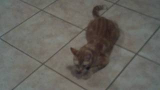 Cat On Cat Nip Crack