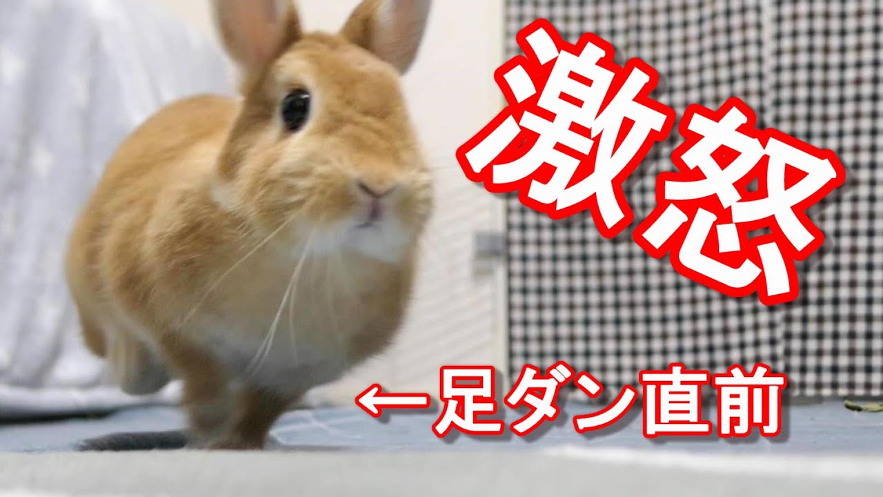 マジギレしたウサギが足ダン連発で飼い主困惑 Youtube