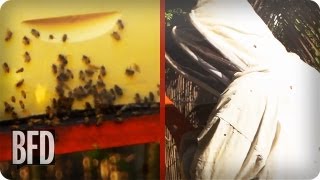 True Beelievers: Backwards Beekeepers | Brain Food Daily | TakePart TV