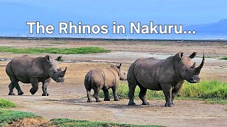 The rare sights of the Rhinos from the worldfamous NAKURU LAKESIDE 🦏🐦