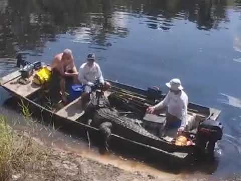 Hunters Bag Massive 900-pound Alligator in Florida Lake