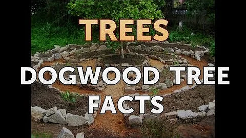 Dogwood Tree Facts - DayDayNews