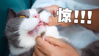 【喵来啦】带猫去医院突然被抠牙猫当场吓尿这医生太狠了