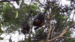 Frisky Flying Foxes