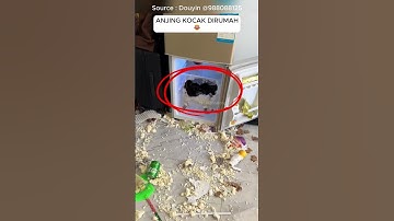 Anjing lucu dan majikan kocak #ngakak #tawa #lucu #anjinglucu #anjingkocak #virall #shorts #viral