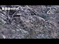 How Snow Leopards Survive on the Roof of the World | BBC Earth