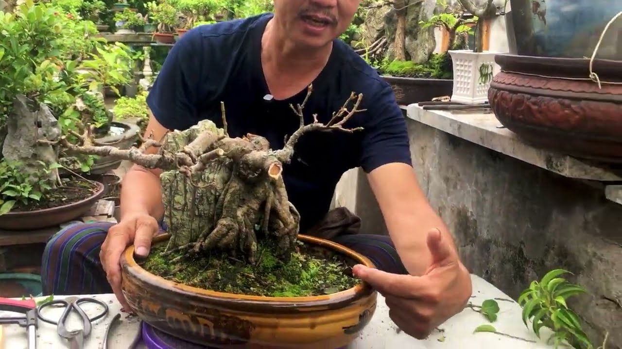 Video Đầy Đủ 12 Ngày Bác Thắng Tỉa Sanh Nam Điền Ghép Sung Vào Đá Kéo Cung Cây Si Tạo Dáng Thế Mới