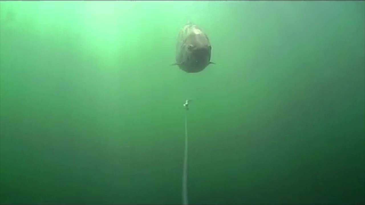 angelruten ständer Rutenständer schwarz für 24 Angelruten aus hochwertigem Aluminium 72 x –  Fishn.de