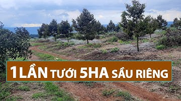 Trải Nghiệm Mô Hình Béc Tưới Phun Mưa Có Bù Áp - Tưới 15Ha Sầu Riêng